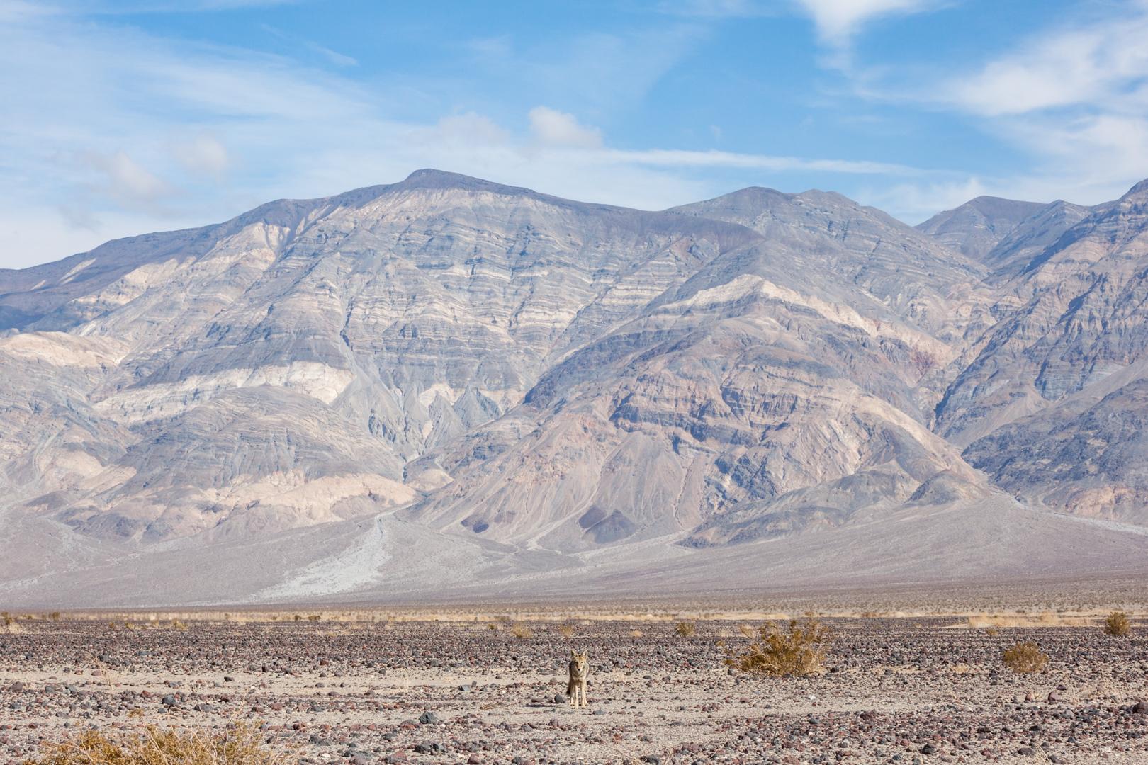 Lone Coyote